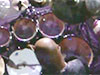 Calvin Rodgers Drummerworld